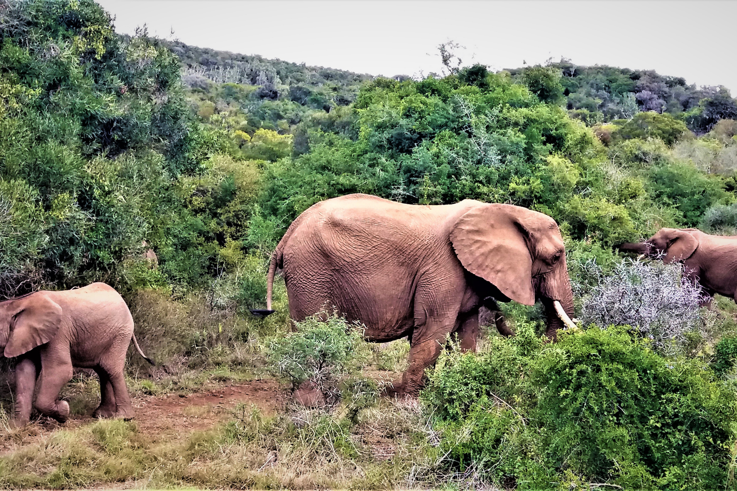 kariega game reserve (4).webp